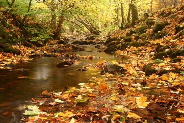 Glencorse Burn in Autumn